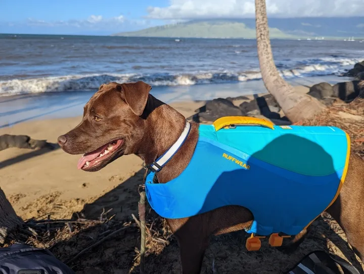 Luna wearing a blue life jacket on a beach.